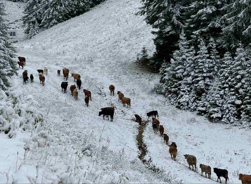 ИСТОЧНО САРАЈЕВО, 14. СЕПТЕМБРА /СРНА/ - Олимпијска планина Јахорина прекривена је првим сњежним покривачем, тренутно дебљине два центиметра.