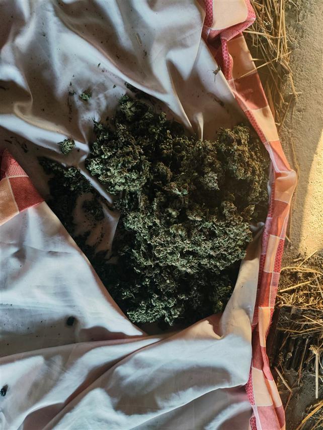 БИЈЕЉИНА, 27. СЕПТЕМБРА /СРНА/ - У Шамцу су ухапшена три лица због пронађених 473 грама марихуане, саопштено је из Полицијске управе Бијељина.

