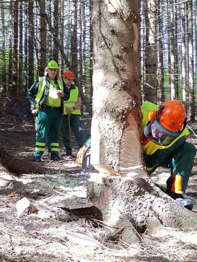 МРКОЊИЋ ГРАД, 28. СЕПТЕМБРА /СРНА/ - Екипа Шумског газдинства /ШГ/ "Маглић" из Фоче побједник је шестог такмичења сјекача-моториста у организацији јавног предузећа "Шуме Републике Српске" и мркоњићког Шумског газдинства "Лисина", које је окупило девет тимова.