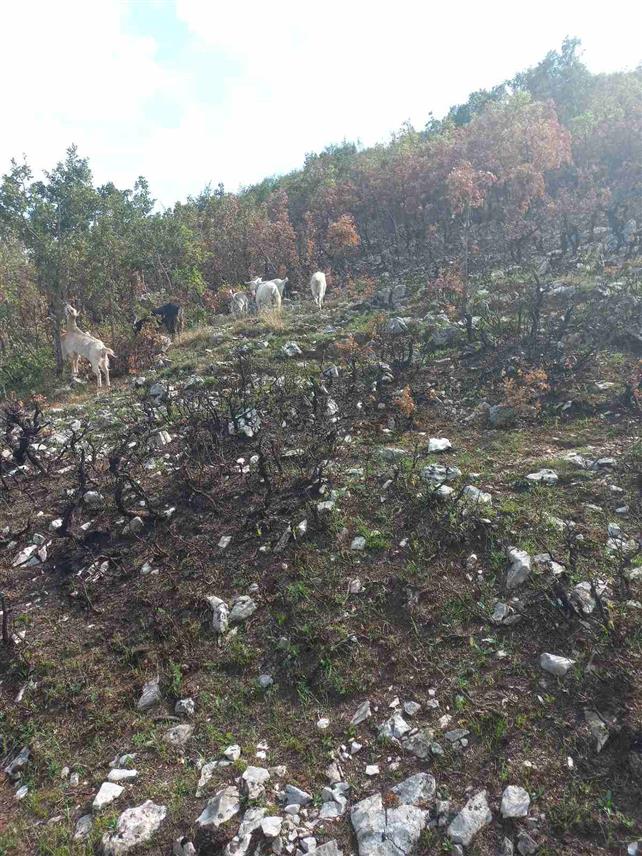 БИЛЕЋА, 4. СЕПТЕМБРА /СРНА/ - Пожар који је прије двадесетак дана избио у билећком селу Граница, када су уз помоћ хеликоптера из Републике Српске и Србије од ватре спашене куће, иза себе је оставио десетине километара изгорјеле траве и пашњака, па мјештани овог села сада имају проблем са испашом стоке од које живе.