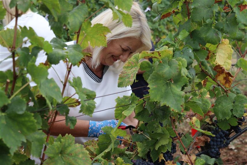 САРАЈЕВО, 6. СЕПТЕМБРА /СРНА/ - Предсједавајућа Савјета министара Борјана Кришто је данас била домаћин традиционалне манифестације "Дипломатска берба грожђа" у Мостару.