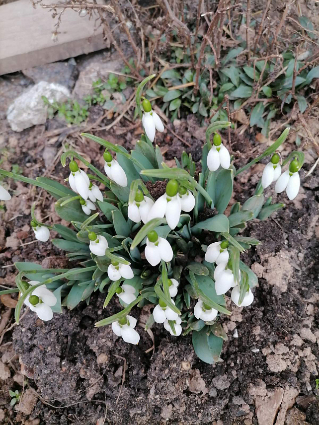 НОВИ ГРАД/ИСТОЧНО САРАЈЕВО, 27. ЈАНУАРА /СРНА/ - Иако је још увијек јануар, у Источном Новом Сарајеву и Новом Граду појавиле су висибабе, први вјесници прољећа.	
