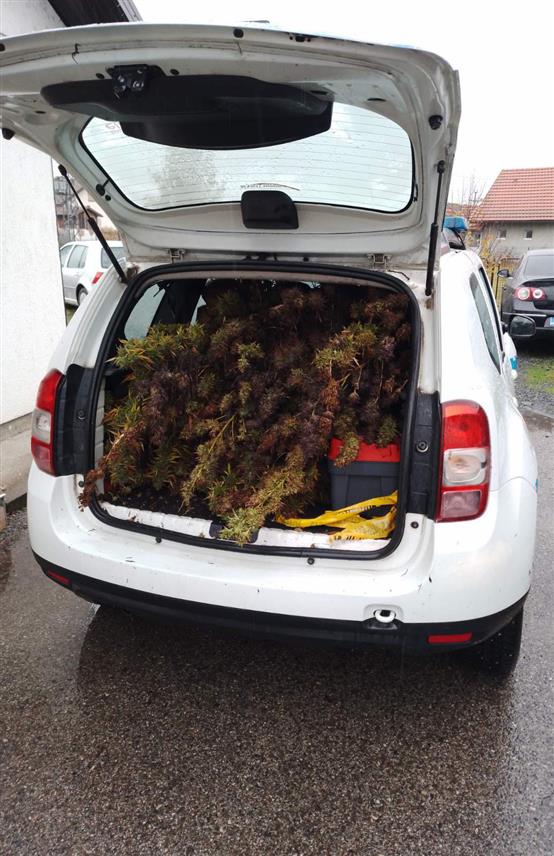 ДОБОЈ, 11. НОВЕМБРА /СРНА/ - На подручју општине Петрово пронађена је плантажа са 51 стабљиком индијске конопље, а полиција трага за осумњиченим за неовлаштену производња и промет дроге.