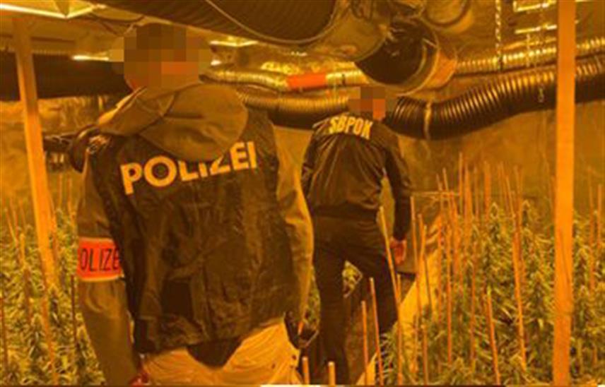 БЕОГРАД, 25. ДЕЦЕМБРА /СРНА/ - Девет чланова организоване криминалне групе ухапшено је у Београду, Бору, Бечу и у Мадриду, откривене су три лабораторије за производњу марихуане и заплијењено је 75 килограма ове дроге, у претресима на неколико локација пронађени су већа количина новца, скупоцјени сатови и возила.