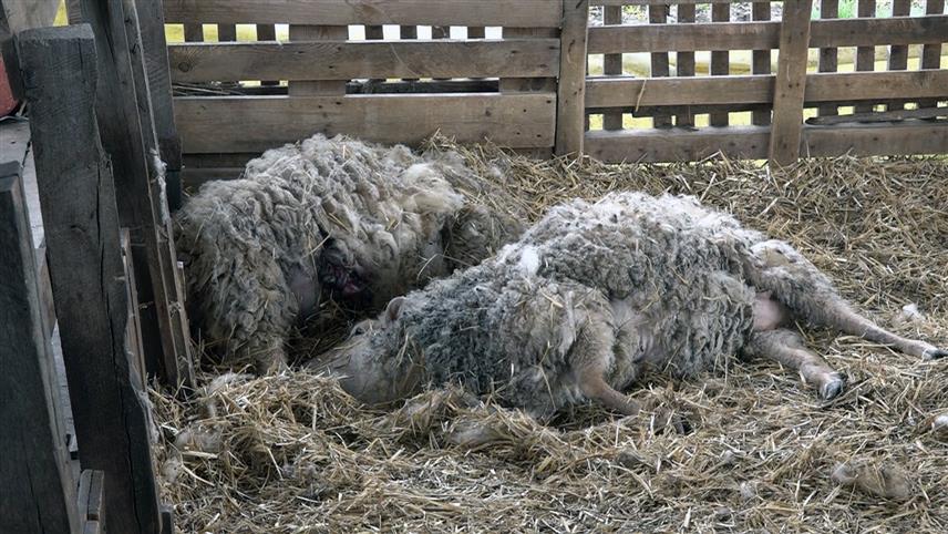 БРЧКО, 17. МАРTА /СРНА/ - Неидентификовани предатори преклали су 14 оваца и јагњади на имању Цвијетина Зарића у Tрњацима код Брчког.	