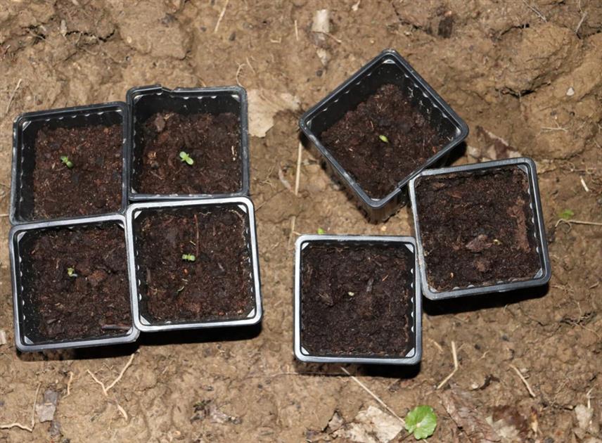 ГРАДИШКА, 18. МАРТА /СРНА/ - Полиција је, у оквиру у акције "Мост", пронашла импровизовану лабораторију за производњу сканка у Доњој Јурковици код Градишке и ухапсили лице из тог града чији су иницијали О.П.