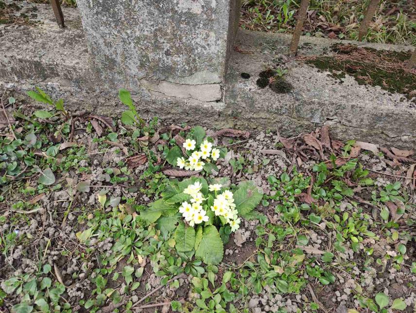 БАЊАЛУКА, 8. МАРТА /СРНА/ - На бројним бањалучким зеленим површинама, у парковима и на травњацима процвјетала је јагорчевина - један од вјесника прољећа које календарски долази тек 21. марта.