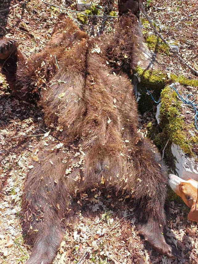 ПОДГОРИЦА, 13. АПРИЛА /СРНА/ - Полиција у Црној Гори ухапсила је четири лица из Никшића, док је против једног поднесена кривична пријава, због сумње да су убили медвједа.