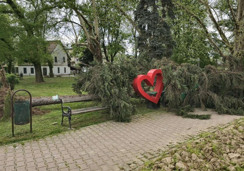 КОЗАРСКА ДУБИЦА, 17. АПРИЛА /СРНА/ - Јак вјетар у Козарској Дубици ишчупао је неколико стабала, једно дрво пало је у парку у центру града, а једно код Аутобуске станице.