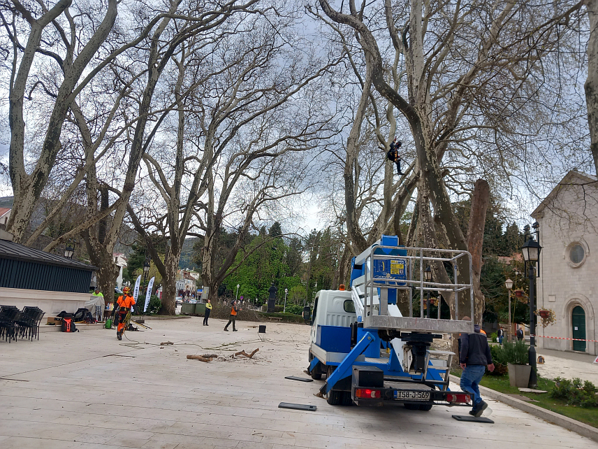 TРЕБИЊЕ, 1. АПРИЛА /СРНА/ - У Tребињу је данас почела контрола стабала платана како би се предузеле неопходне мјере ради њихове заштите.