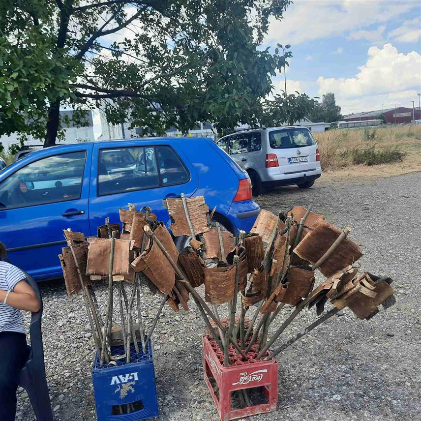 БИЈЕЉИНА, 11. ЈУЛА /СРНА/ - У Бијељини се данас, уочи великог православног празника Петровдана продају лиле, а велики избор лила, које се праве од младе коре дивље трешње или брезе, понуђен је и на простору код старе жељезничке станице.