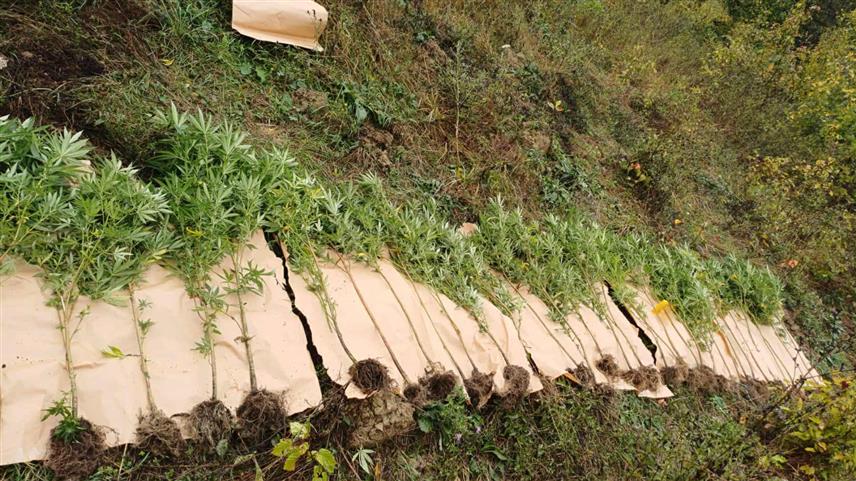 ДОБОЈ, 25. СЕПТЕМБРА /СРНА/ - Добојска полиција одузела је 33 стабљике индијске конопље и одређену количину марихуане, хашиша и спида током претреса три објекта на подручју града, те против два лица поднијела извјештај тужилаштву.