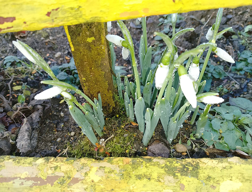 НОВИ ГРАД, 26. ЈАНУАРА /СРНА/ - У Новом Граду су процвјетале висибабе, први вјесници прољећа.