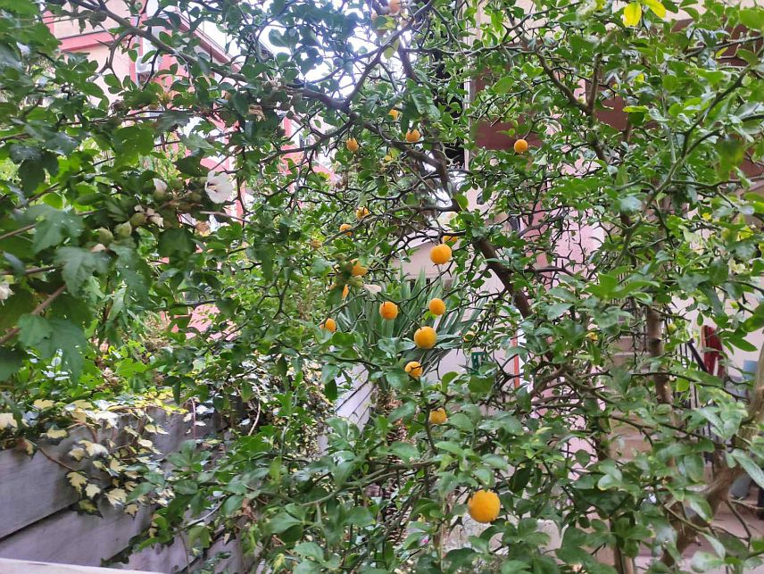 БАЊАЛУКА, 12. ОКТОБРА /СРНА/ - Сибирски лимун родио је у дворишту у бањалучком насељу Обилићево, гдје плодови који подсјећају на мандарине данима маме погледе пролазника.
