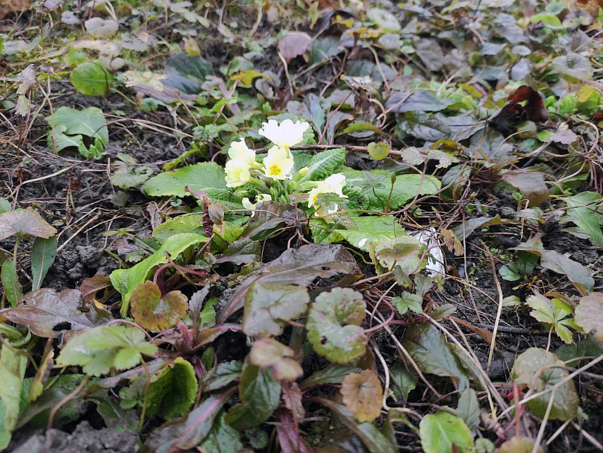 БАЊАЛУКА, 11. ФЕБРУАРА /СРНА/ - У центру Бањалуке, на травњацима у близини Народне скупштине Републике Српске и другим зеленим површинама процвјетала је јагорчевина - један од вјесника прољећа које календарски долази тек 21. марта.