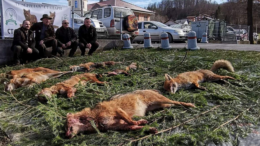 СТАНАРИ, 22. ФЕБРУАРА /СРНА/ - У лову на подручју Станара, у којем је учествовало око 450 ловаца, одстријељено је осам предатора - пет шакала и три лисице.