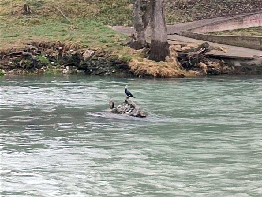 БАЊАЛУКА, 2. ФЕБРУАРА /СРНА/ - Ријеку Врбас су, судећи према јутрошњим фотографијама забиљеженим на потезу код градског моста, и ове зиме населила јата прождрљивих корморана који пустоше и десеткују рибљи фонд ове зелене љепотице и њених притока.