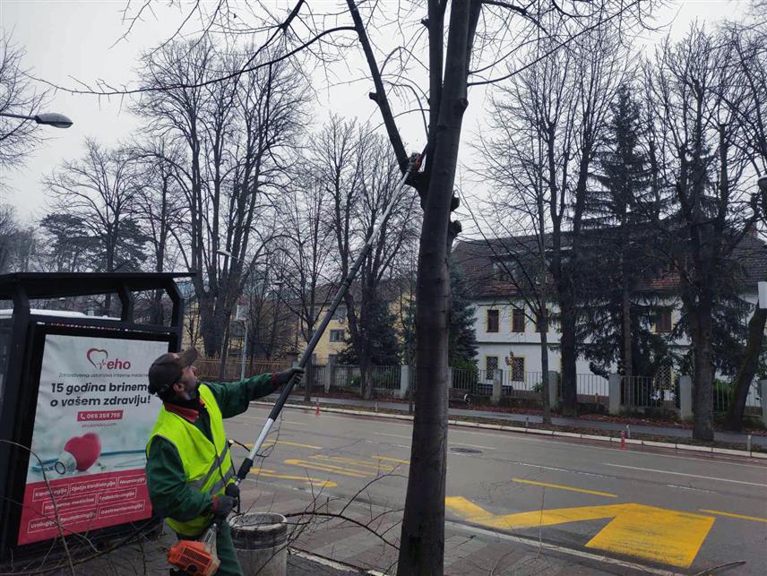 БАЊАЛУКА, 4. ФЕРБУАРА /СРНА/ - Орезивање стабала ради уклањања трулих грана, љепшег изгледа градског зеленила и безбједности пролазника јутрос је почело у једној од централних улица Бањалуке – Краља Петра Првог Карађорђевића, гдје су смјештене неке од главних институција Републике Српске.