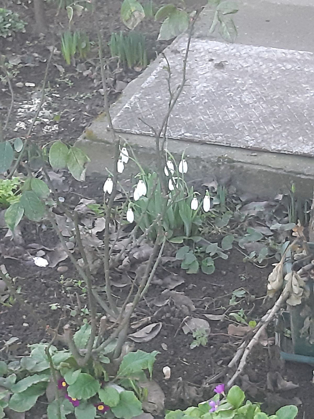 БЕОГРАД, 6. ФЕБРУАРА /СРНА/ - Прве висибабе појавиле су се у баштама кућа у Учитељском насељу у Београду - као најава топлијег времена и прољећа, иако календарски зима још траје.