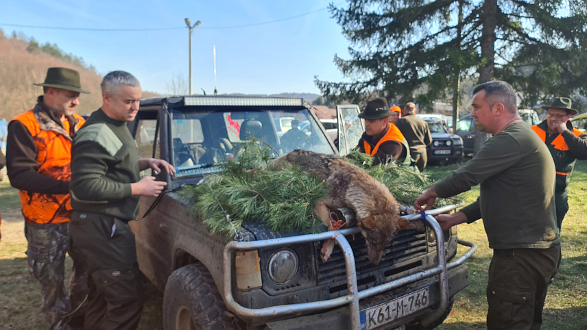 ПЕТРОВО, 1. МАРТА /СРНА/ - Један вук је одстријељен на данашњој ловно-туристичкој манифестацији "Озренски дан лова", која је одржана у Петрову, а која је окупила око 500 ловаца са подручја Републике Српске, Федерације БиХ, Србије, Словеније и Хрватске