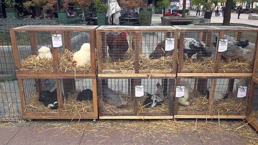 БРЧКО, 16. АПРИЛА /СРНА/ - У Брчком је данас четврту изложбу ситних животиња посјетило више од 1.000 дјеце предшколског и школског узраста.