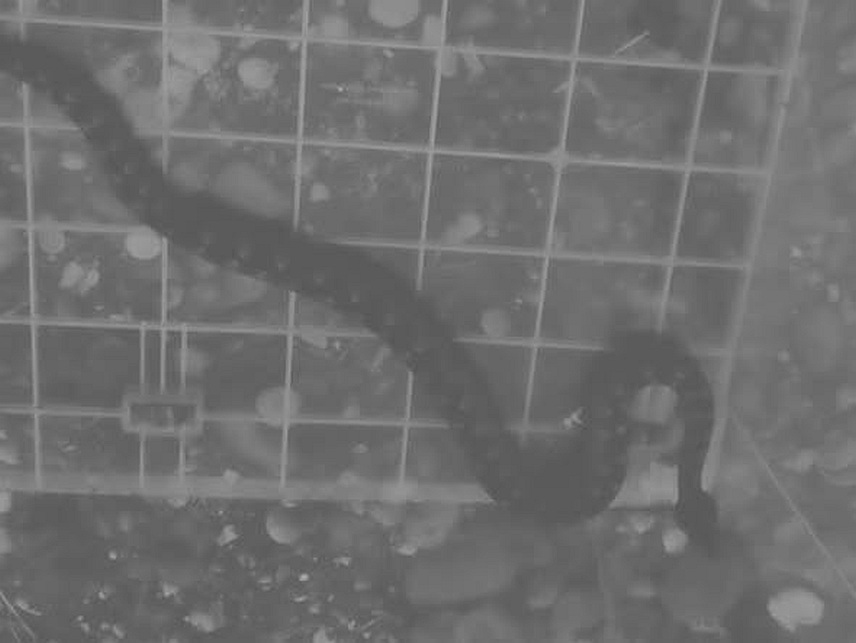 ЛОПАРЕ, 18. АПРИЛА /СРНА/ - У близини Основе школе "Свети Сава" у Лопарама ученици су уочили два поскока, најотровније змије на Балкану, саопштено је из општинске управе.