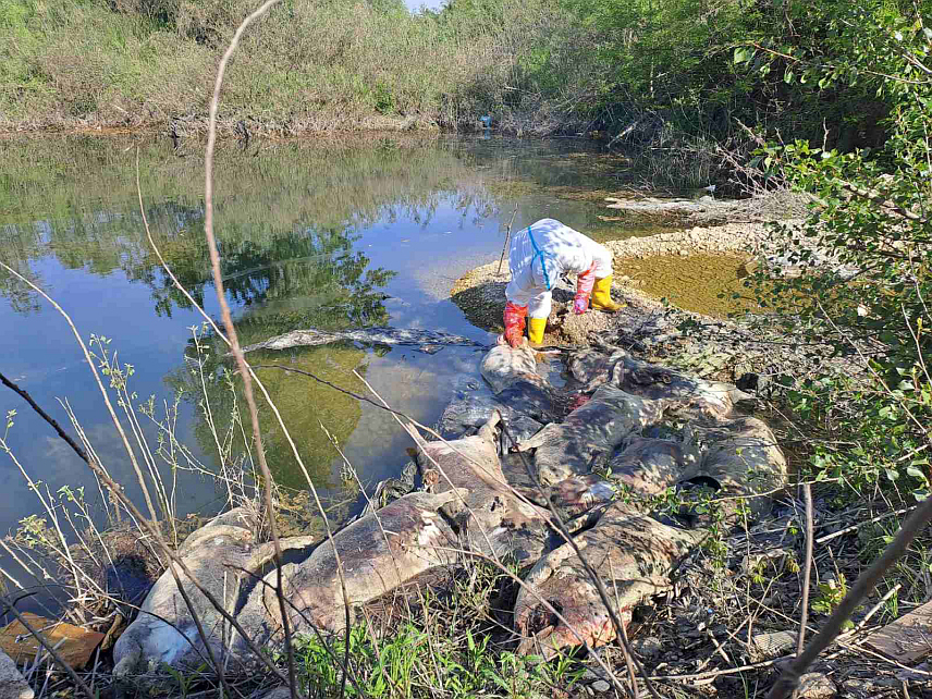 БАЊАЛУКА, 28. АПРИЛА /СРНА/ - Министарство пољопривреде, шумарства и водопривреде Републике Српске упозорило је да лешеви свиња одбачени уз корито ријеке Дрине у бијељинском насељу Јоховац представљају потенцијални извор ширења заразних болести, нарочито афричке куге свиња, те додало да очекује хитно утврђивање одговорности и најоштрије санкционисање починилаца.