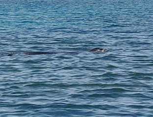 МОРСКА МЕДВЈЕДИЦА СНИМЉЕНА У ВОДАМА КОД ПЕТРОВЦА