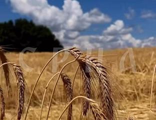 СУНЧАНО И ТОПЛО, НА ЈУГУ ПОНЕГДЈЕ КРАТКОТРАЈНА КИША