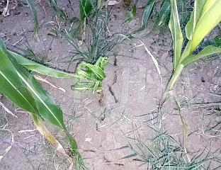 ЕВИДЕНТНА ШТЕТА ОД СУШЕ НА УСЈЕВИМА У ПРИЈЕДОРСКОЈ РЕГИЈИ