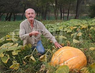 ОГРОМНЕ БУНДЕВЕ УКРАСИЛЕ ОРАНИЦЕ КРАЈ ДРИНЕ