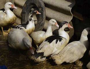 ПРИЈАВЉЕН ПТИЧИЈИ ГРИП НА ФАРМИ ТОВЉЕНИХ ПАТАКА