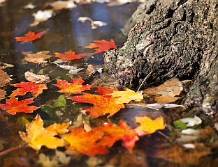 СУТРА ЗАХЛАЂЕЊЕ СА КИШОМ