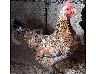 ПАТУЉАСТА КОКА ЏУЏА НА ДОБРОМ ПУТУ ЗА ПРИЗНАЊЕ И ОД ЕВРОПСКОГ САВЕЗА