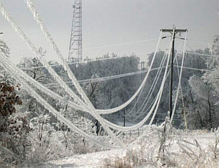 ДРВО ПАЛО НА УЖАД 10-КИЛИВОЛТНОГ ДАЛЕКОВОДА У БРЕЗИЦИМА
