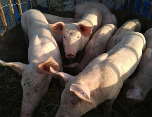 АФРИЧКА КУГА СВИЊА ПРВИ ПУТ У ШПАНИЈИ НАКОН 30 ГОДИНА