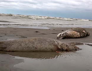 ПРОНАЂЕНО ВИШЕ ОД 320 УГИНУЛИХ ФОКА У ДАГЕСТАНУ