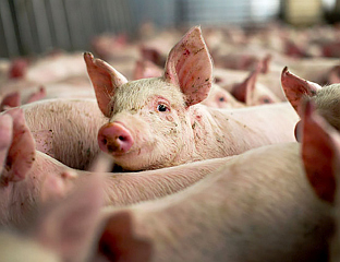 ДО САДА ПРЕГЛЕДАНО 150 УЗОРАКА МЕСА - НЕМА ПОЗИTИВНИХ НА TРИХИНЕЛОЗУ