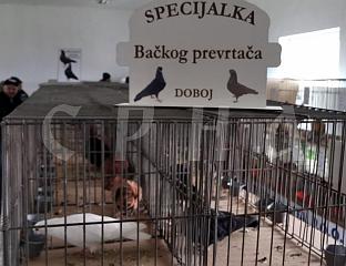 17th INTERCITY EXHIBITION OF SMALL ANIMALS HELD