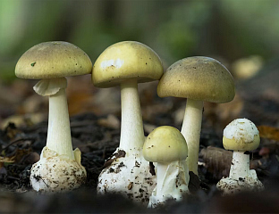 ТРОВАЊА ЗЕЛЕНОМ ПУПАВКОМ, ЈЕДНА ОСОБА ПРЕМИНУЛА