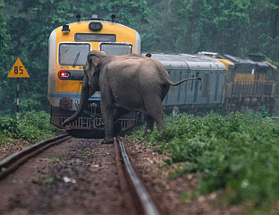 ВОЗ УДАРИО У КРДО СЛОНОВА, СЕДАМ ИХ НАСТРАДАЛО