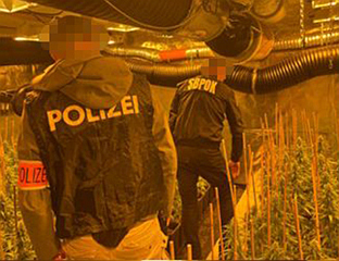 У СРБИЈИ И АУСТРИЈИ УХАПШЕНО ДЕВЕТ ЧЛАНОВА КРИМИНАЛНЕ ГРУПЕ, ЗАПЛИЈЕЊЕНО 75 КИЛОГРАМА МАРИХУАНЕ