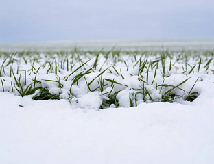 ГАЈИЋ: СНИЈЕГ ДОБАР ИЗОЛАТОР, ЧУВА БИЉКЕ