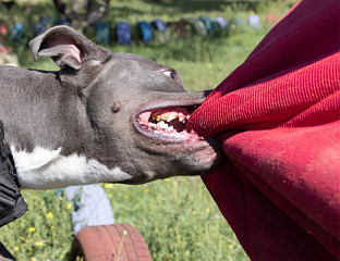 ПАС УГРИЗАО МАЛОЉЕТНО ЛИЦЕ У ТЕСЛИЋУ