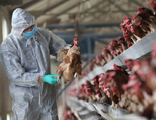 ПТИЧИЈИ ГРИП ПОТВРЂЕН И У ЗАГРЕБАЧКОЈ ЖУПАНИЈИ