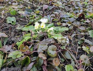 ЈАГОРЧЕВИНА ПРОЦВЈЕТАЛА У ЦЕНТРУ И НАГОВЈЕШТАВА ПРОЉЕЋЕ