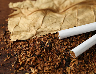 ПРОСЈЕЧАН ПРИНОС ДУВАНА ОКО 200 ТОНА ПО ХЕКТАРУ, КВАЛИТЕТ ПОБОЉШАН