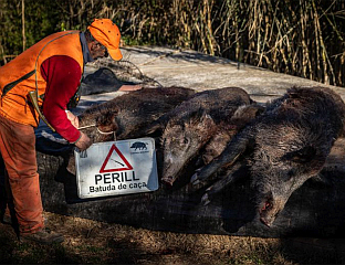 ОТКРИВЕНИ СЛУЧАЈЕВИ АФРИЧКЕ КУГЕ СВИЊА