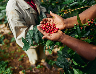 КАФА НА УДАРУ КЛИМАТСКИХ ПРОМЈЕНА