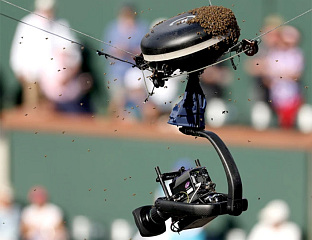 ИГРАЧИ И ГЛЕДАОЦИ ПОБЈЕГЛИ ПРЕД ПЧЕЛАМА